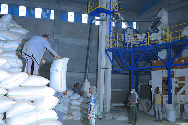 Addis Ababa Agro processing and cleaning